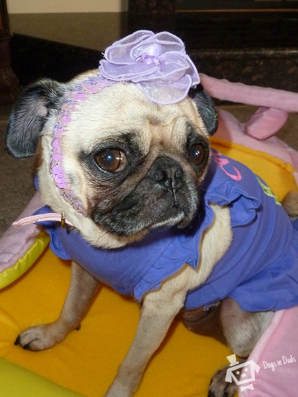 Such a Sweet Little Pug