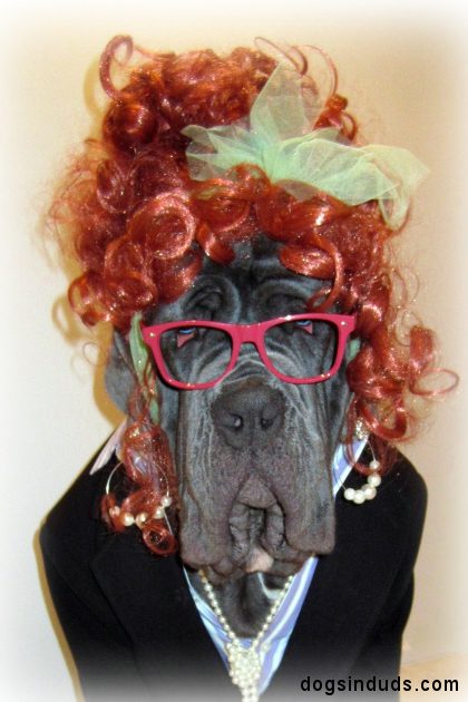 rufio, neo mastif, funny, dog hair, red dog, wig, dog wig, dog glasses, silly