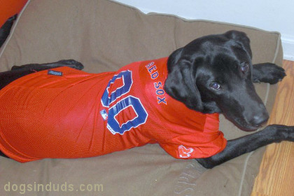 baseball season, red sox, fantasy baseball, yahoo, dog, chicago, black lab