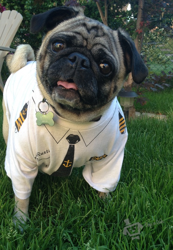 roxy, pug, police dog, police pug, pug security guard, security guard dog costume