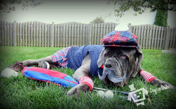 golf, dog, funny, moustache, shoes