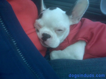 bostom terrier french bulldog cross, frenchton, cute, puppy, sleepy puppy, little dog