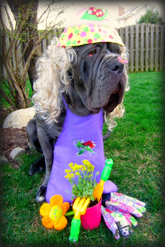 gardening, dog gardening, summer contest, photo contest, mastiff, neo mestiff, dog contest, samsung galaxy 2 tab