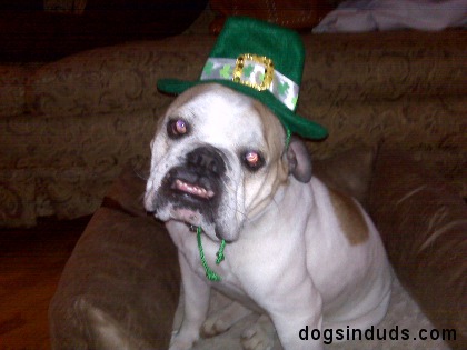 Macho dog, dog teeth, underbite, ugly dog, st. patricks say, st patty's day