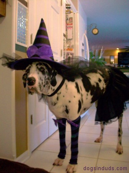 great dane, witch dog costume, dog costume, horse, halloween costume, funny pictures, funny dog picture